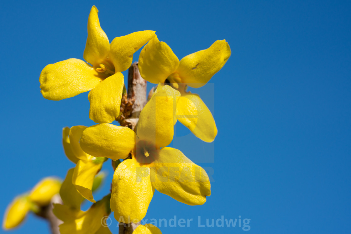 "Forsythia, Forsythia × intermedia" stock image