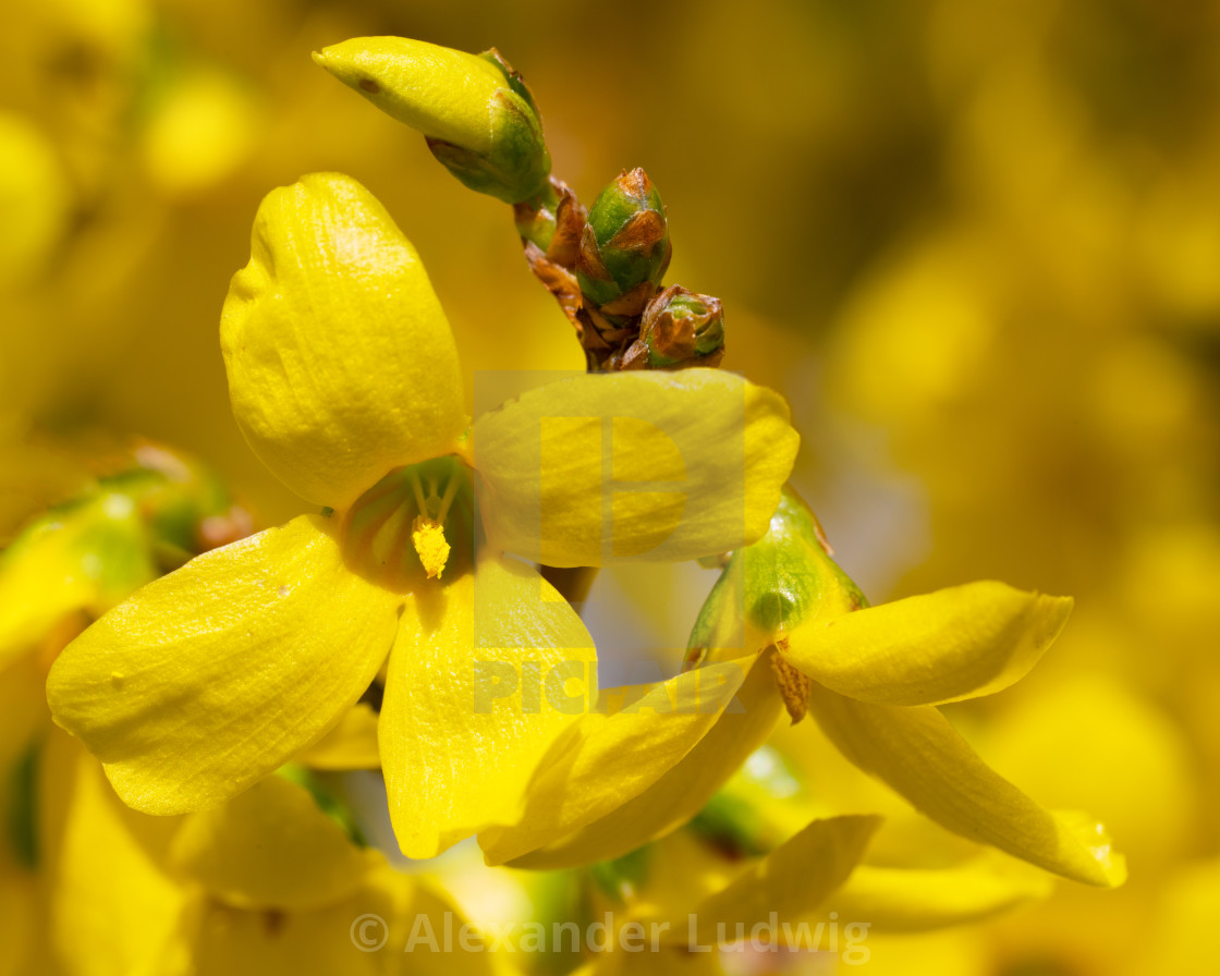 "Forsythia, Forsythia × intermedia" stock image