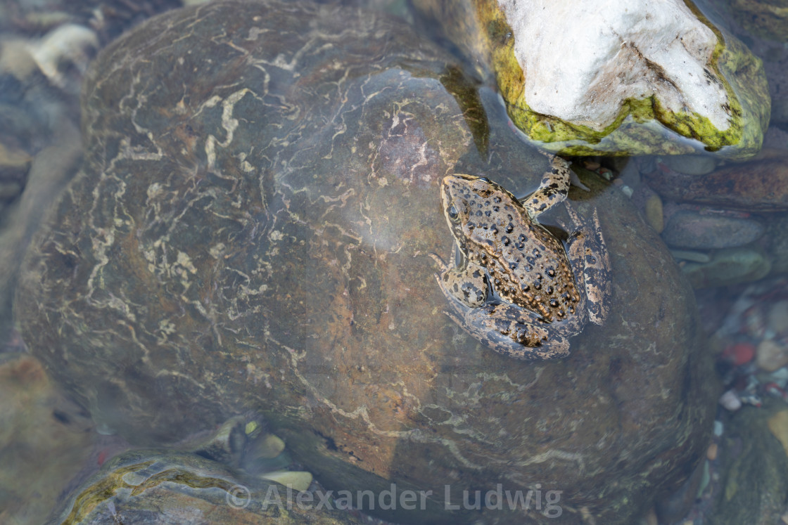 "Columbia Spotted Frog, Rana luteiventris" stock image