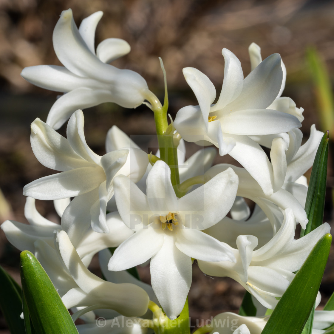 "Common Hyacinth, Hyacinthus orientalis" stock image