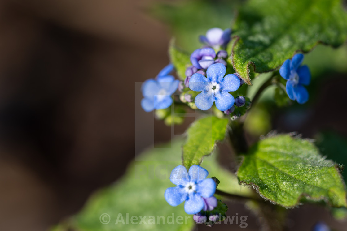 "Siberian bugloss, Brunnera macrophylla" stock image