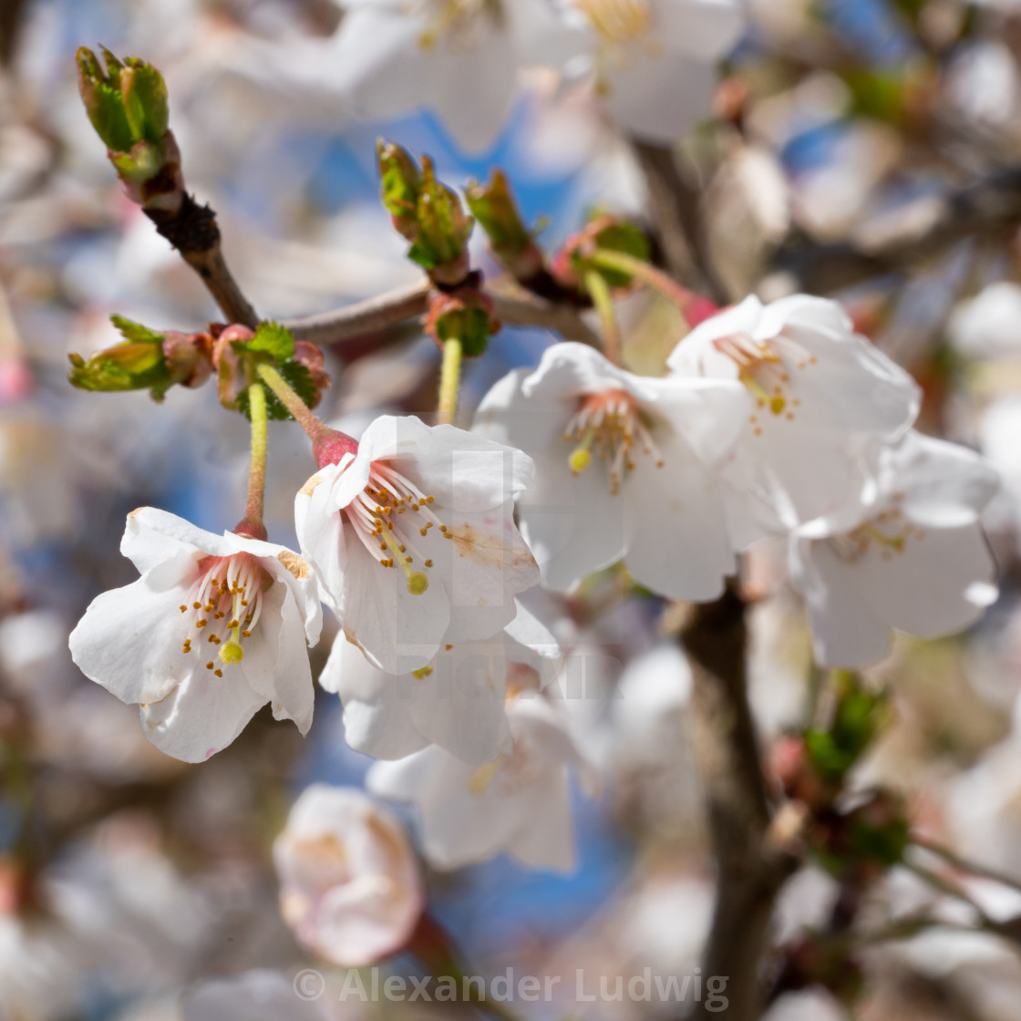 "Fuji cherry, Prunus incisa" stock image