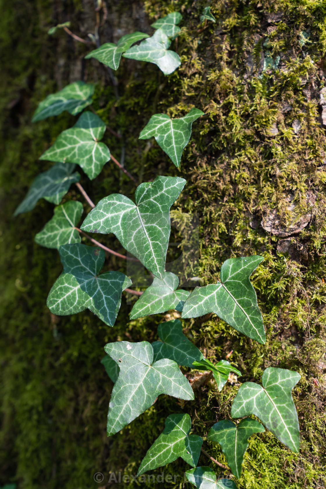 "Ivy and tree trunk" stock image