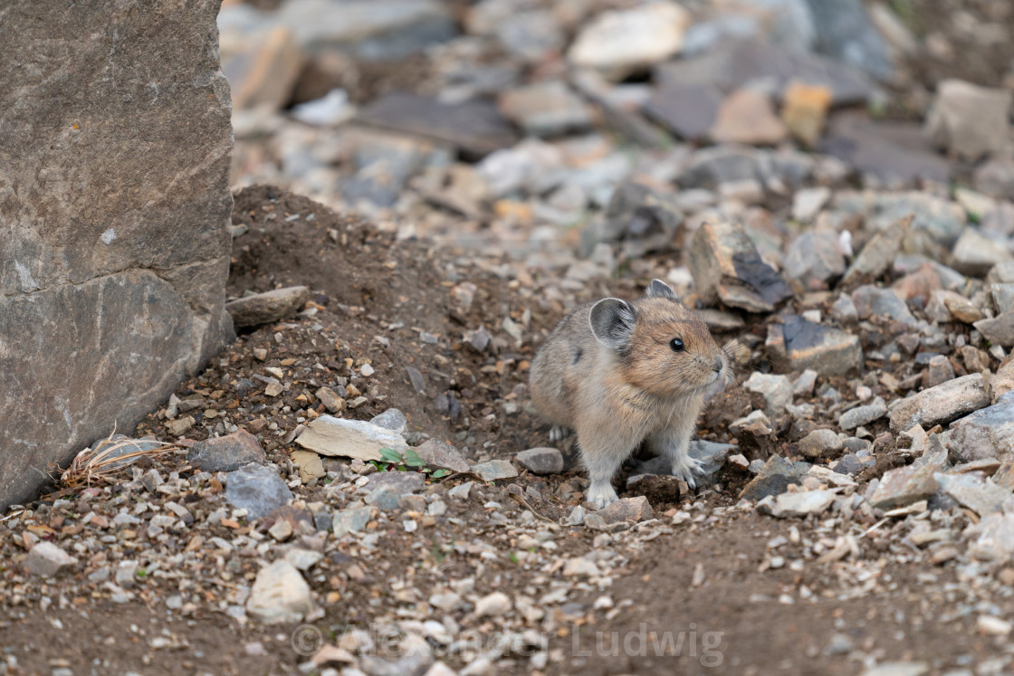 "American pika, Ochotona princeps" stock image