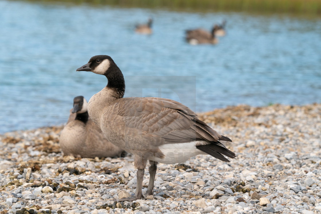 "Canada goose, Branta canadensis" stock image