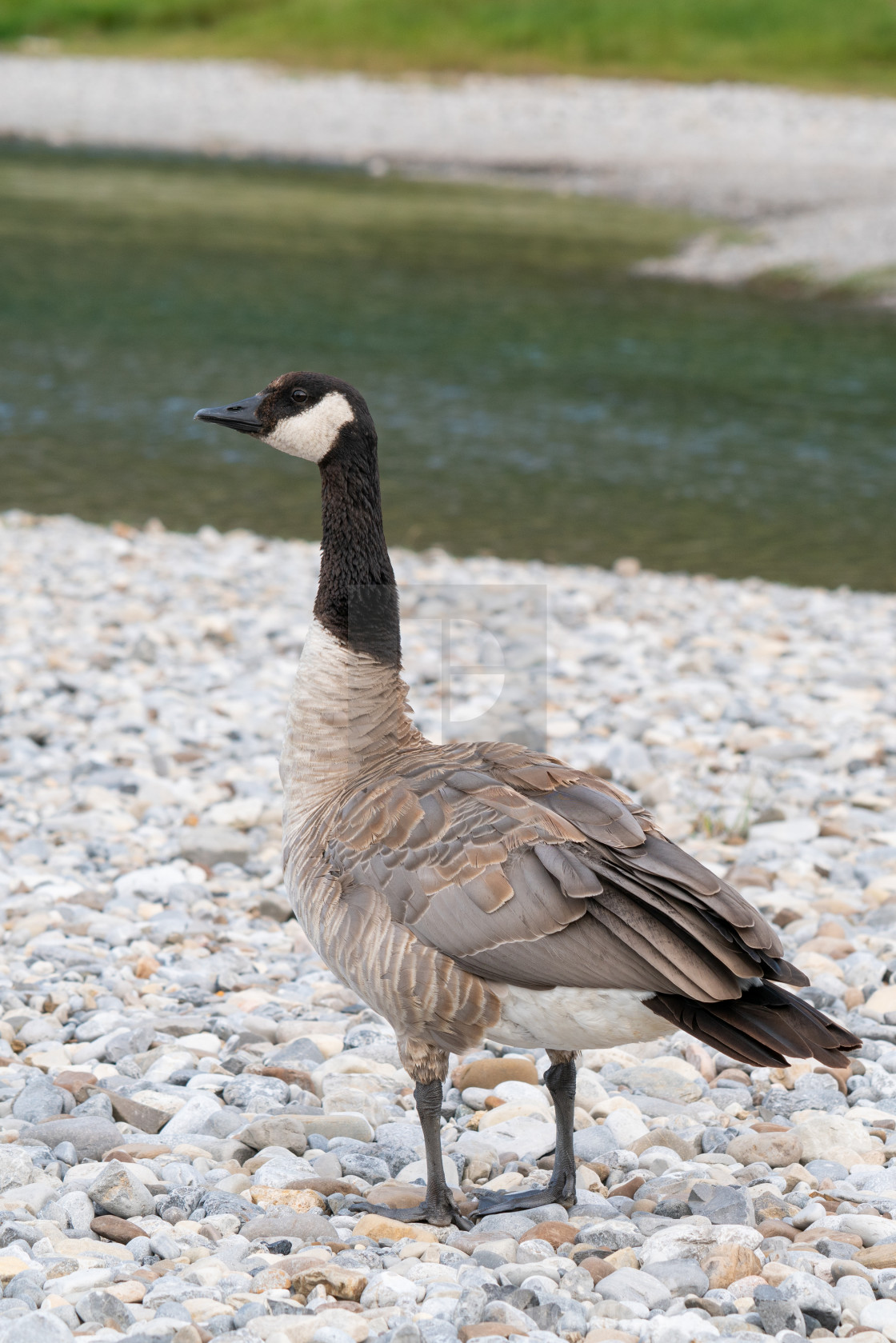 "Canada goose (Branta canadensis), image was taken in the Banff National Park,..." stock image