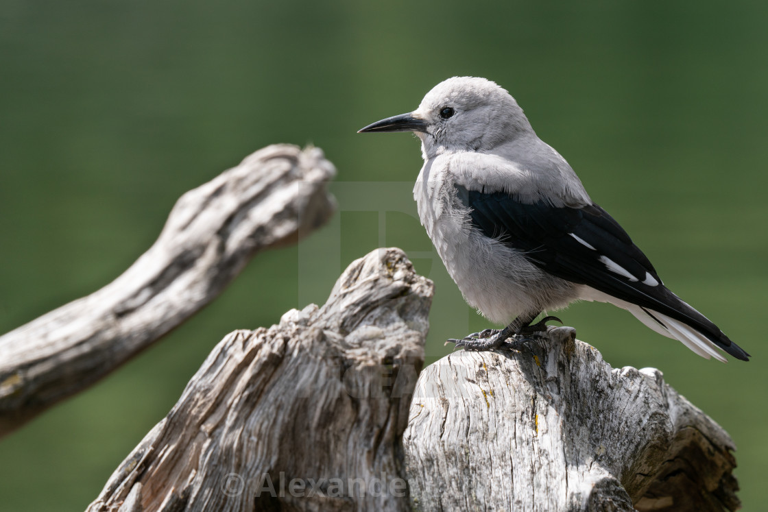 "Clarks Nutcracker, Nucifraga columbiana" stock image