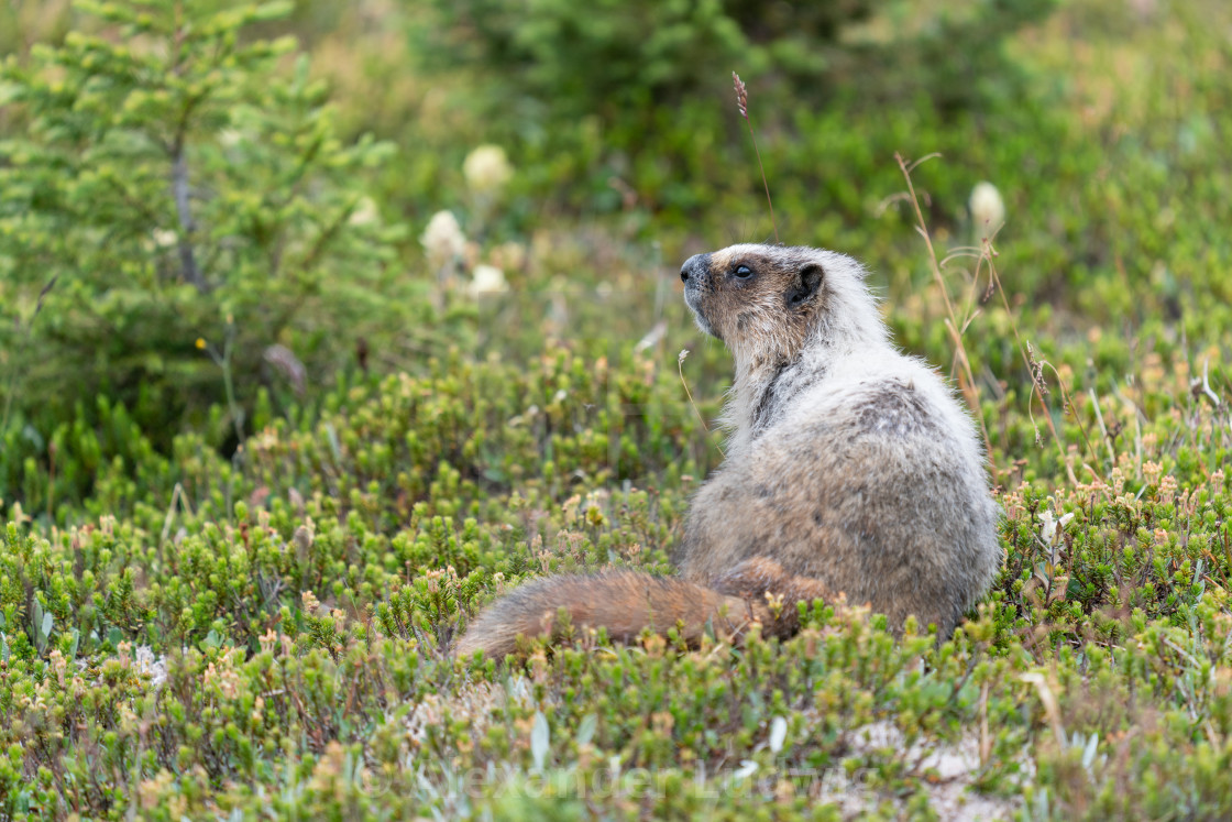 "Hoary marmot, Marmota caligata" stock image