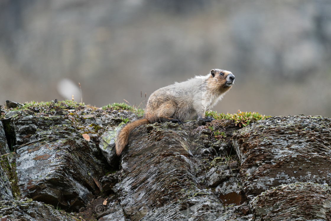 "Hoary marmot, Marmota caligata" stock image