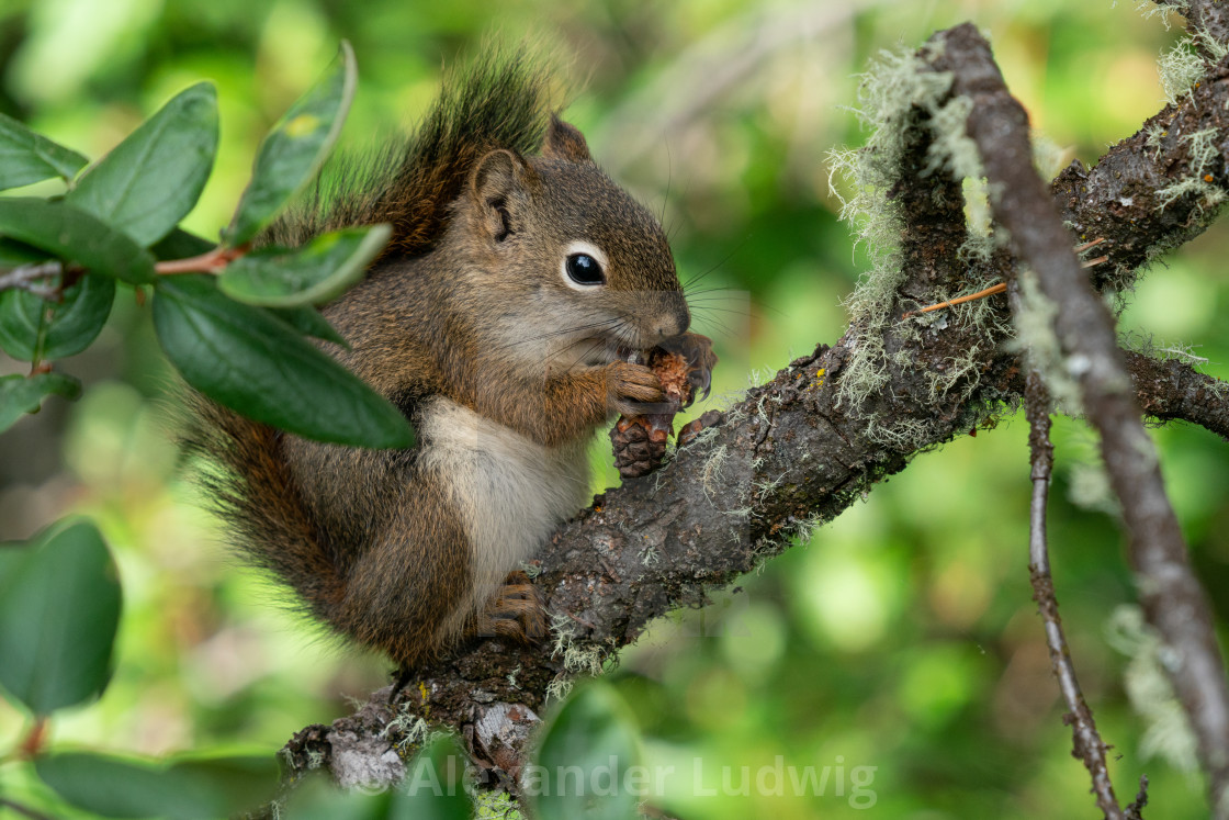 "Red Squirrel, Tamiasciurus hudsonicus" stock image