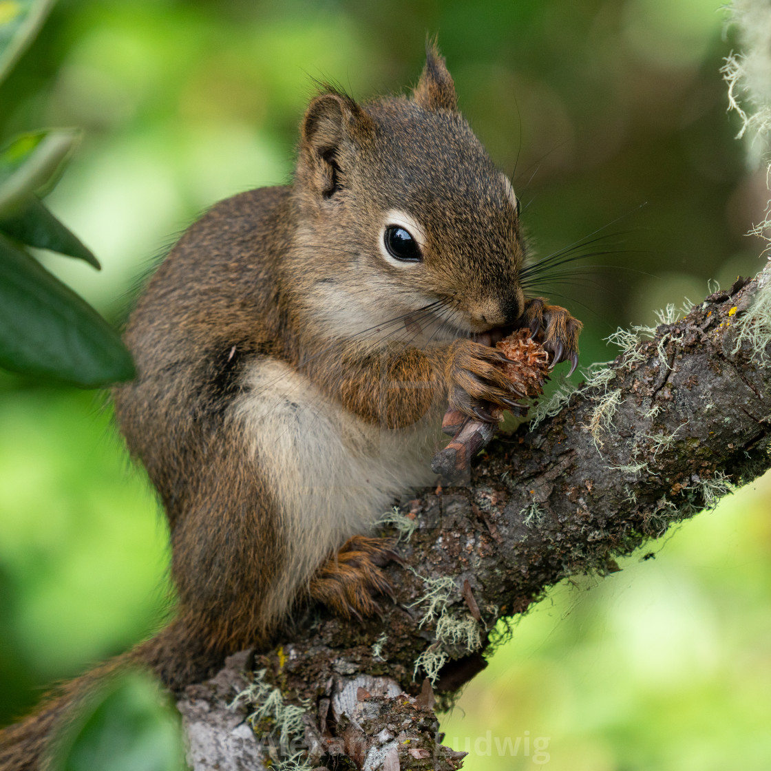 "Red Squirrel, Tamiasciurus hudsonicus" stock image