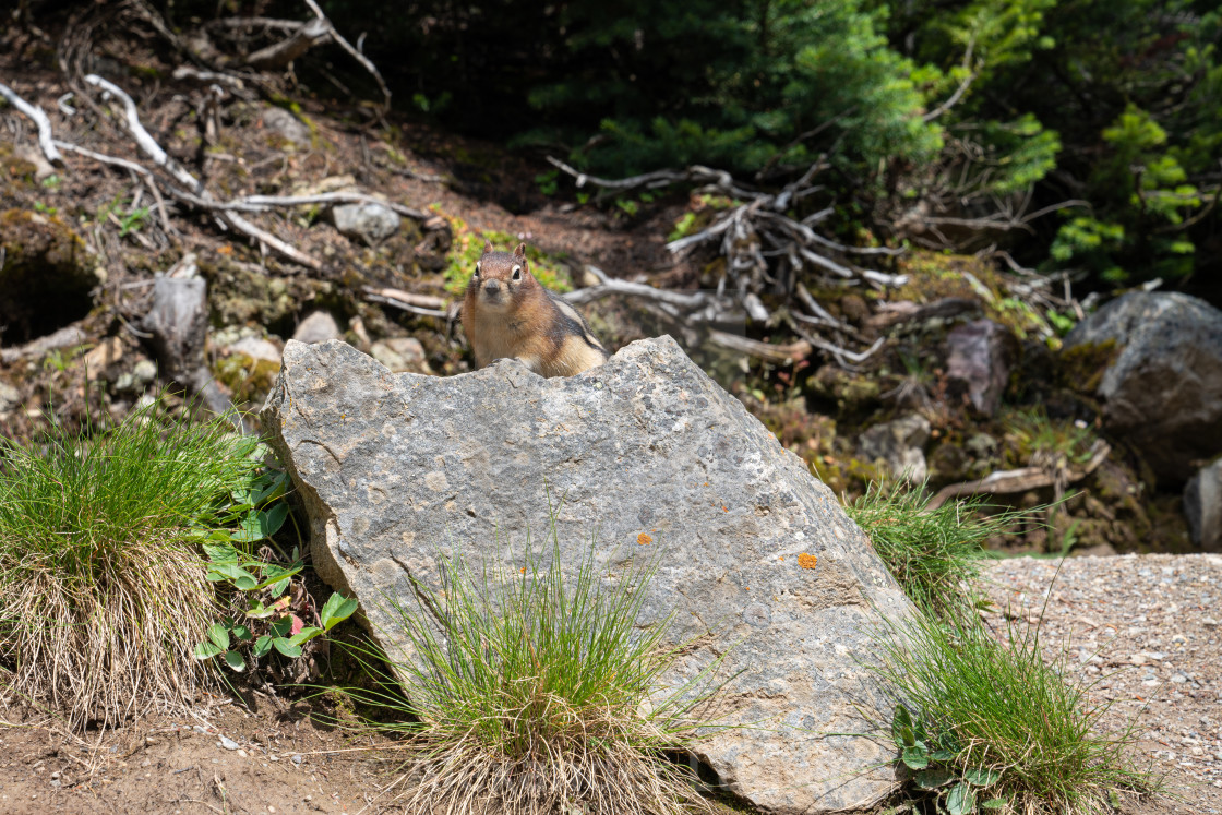 "Golden-mantled Ground Squirrel, Callospermophilus lateralis" stock image