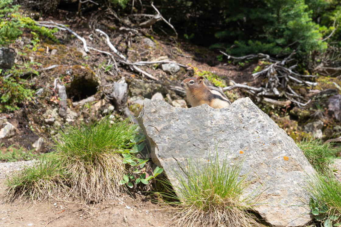 "Golden-mantled Ground Squirrel, Callospermophilus lateralis" stock image