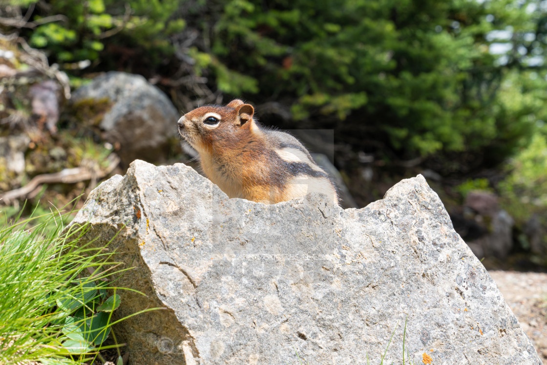 "Golden-mantled Ground Squirrel, Callospermophilus lateralis" stock image