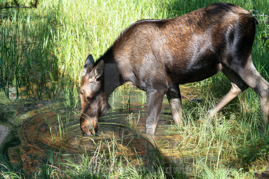 "Moose, Alces alces" stock image