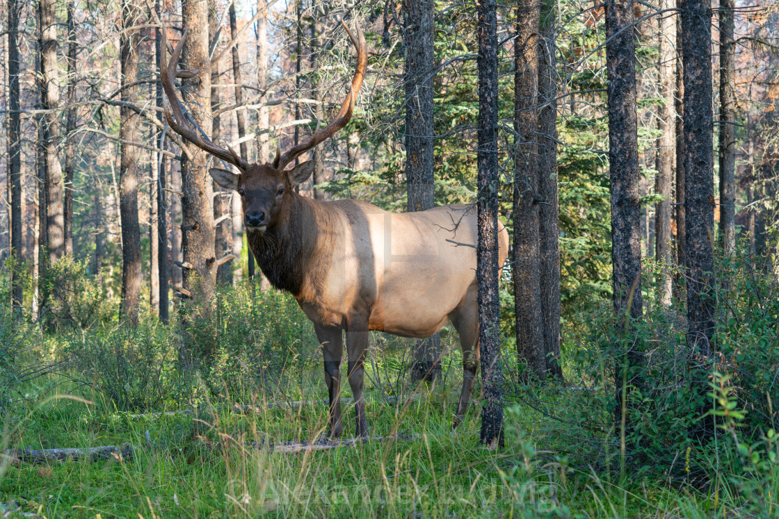 "American elk, Cervus canadensis" stock image