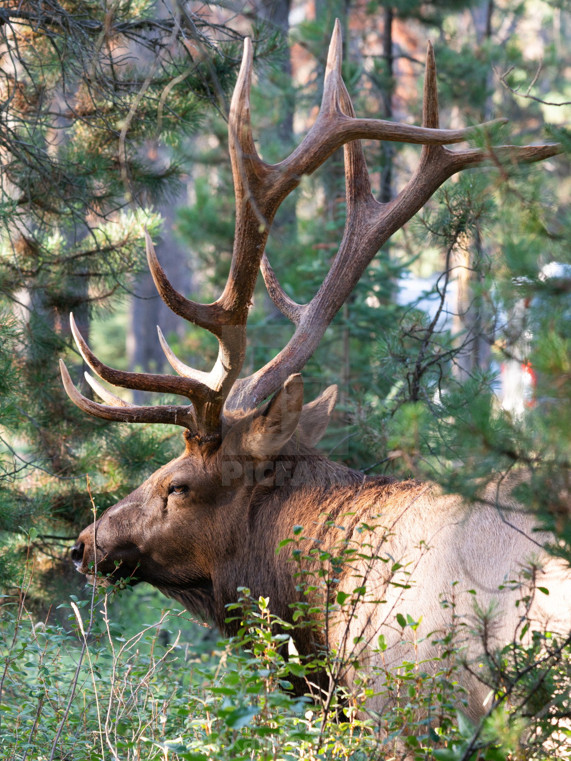 "American elk, Cervus canadensis" stock image