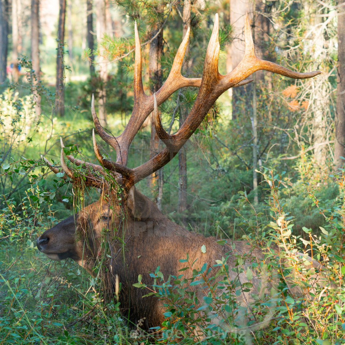 "American elk, Cervus canadensis" stock image