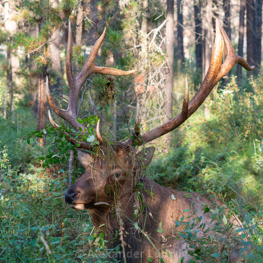 "American elk, Cervus canadensis" stock image