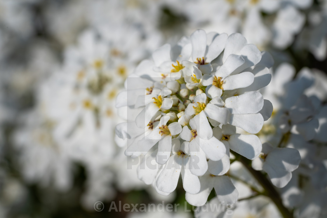 "Evergreen Candytuft, Iberis sempervirens" stock image