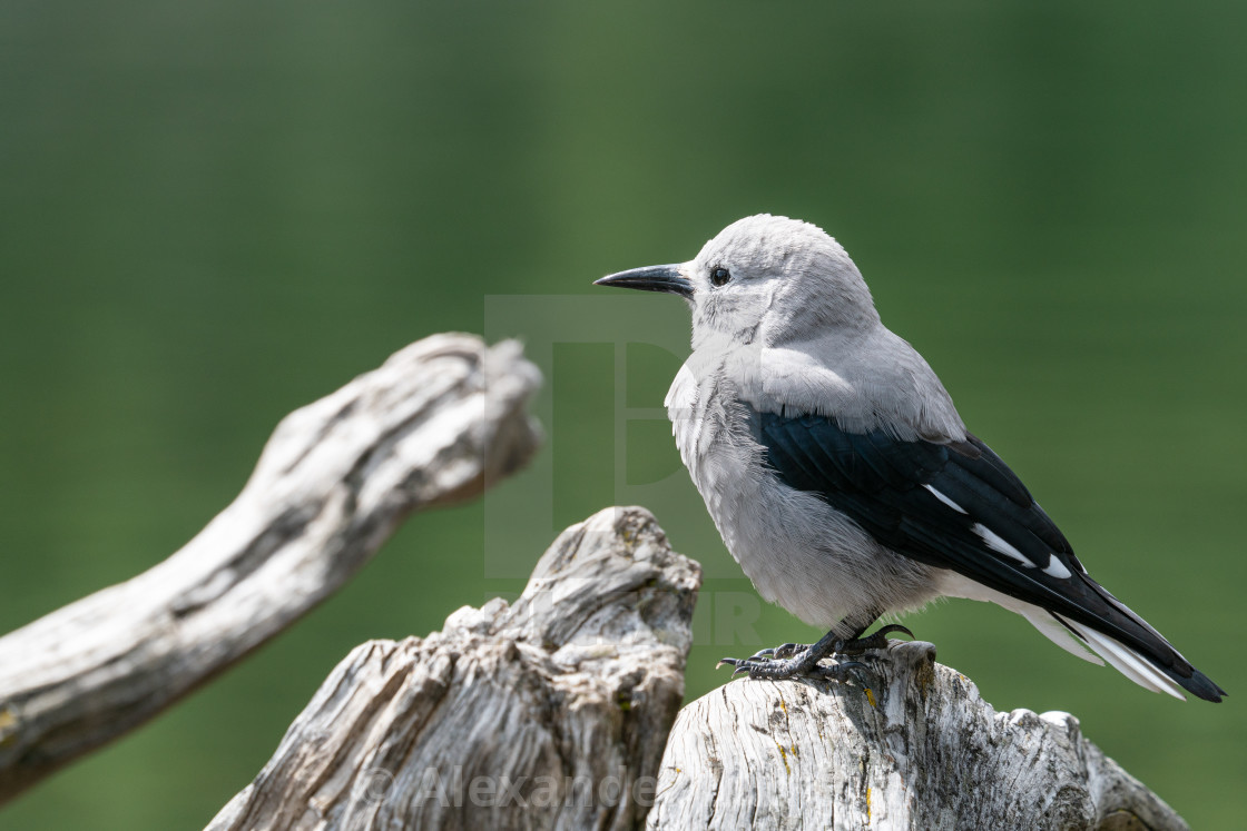 "Clarks Nutcracker, Nucifraga columbiana" stock image