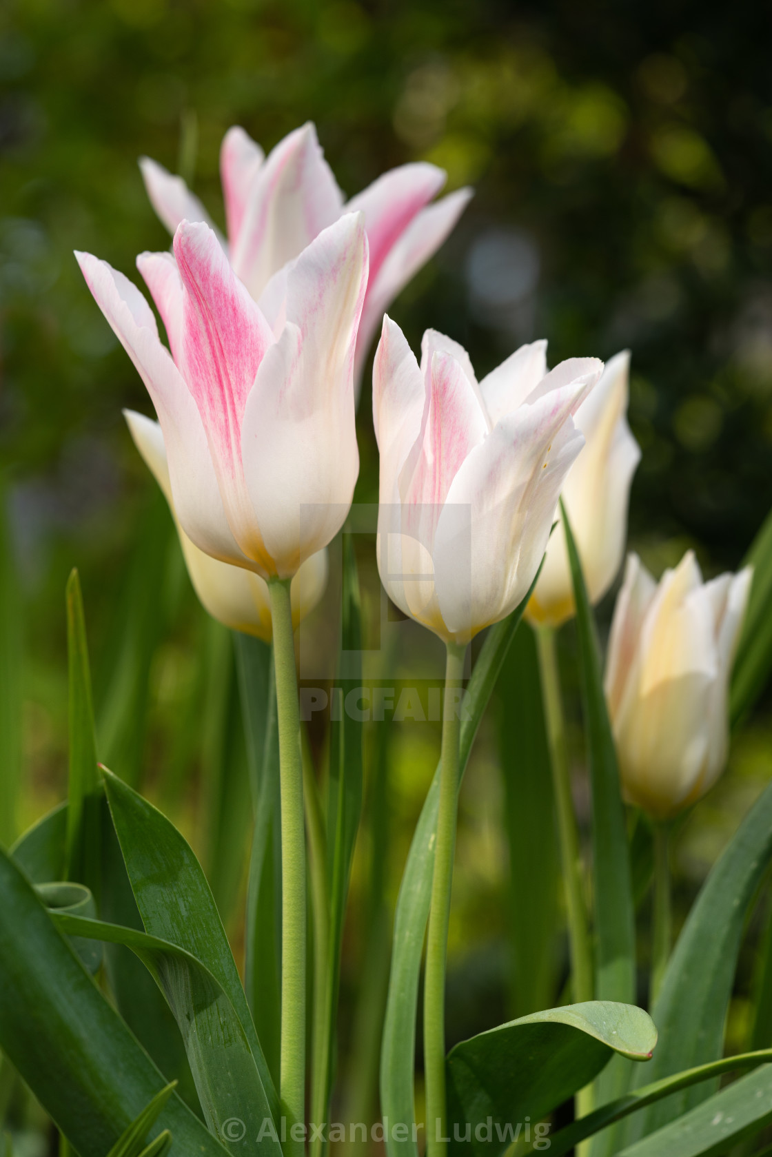 "Tulip, Tulipa" stock image