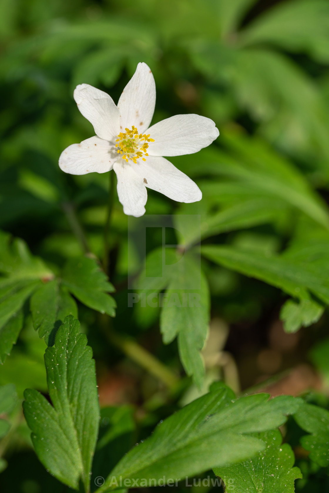 "Windflower, Anemone nemorosa" stock image