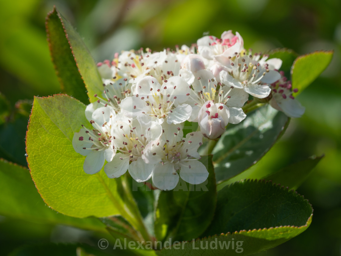 "Black chokeberry, Aronia melanocarpa" stock image