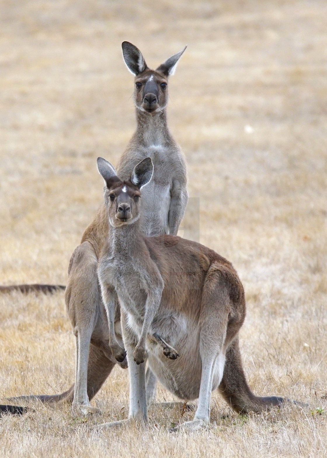 "Western Grey Kangaroo, Macropus fuliginosus" stock image