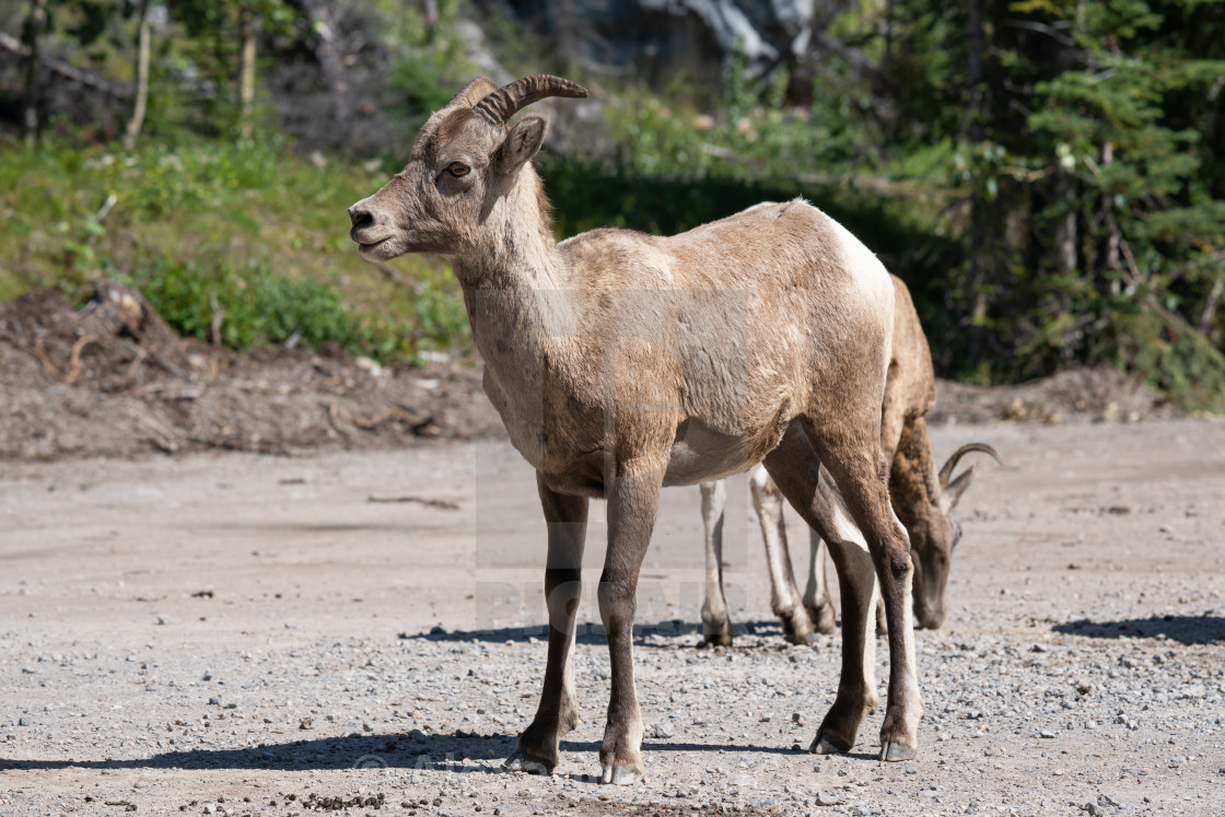 "Bighorn sheep, Ovis canadensis" stock image