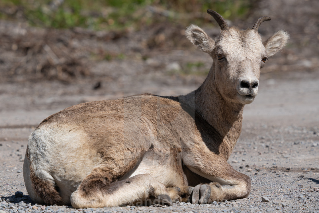 "Bighorn sheep, Ovis canadensis" stock image