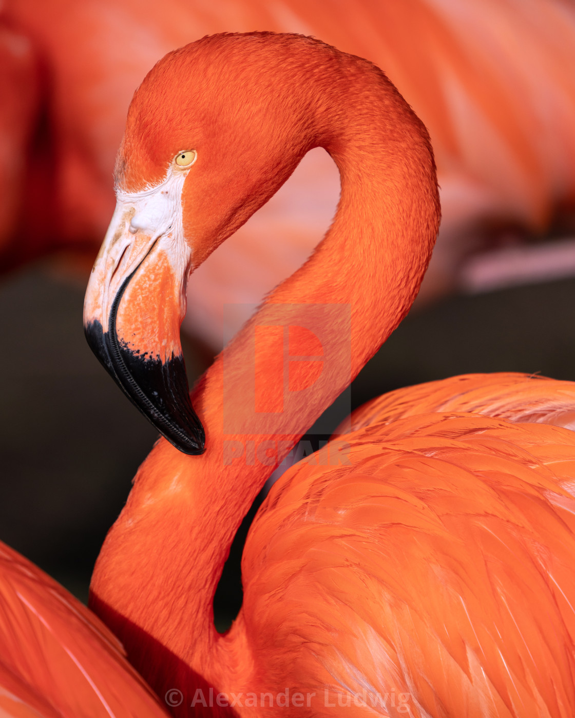 "Red flamingo, Phoenicopterus ruber" stock image