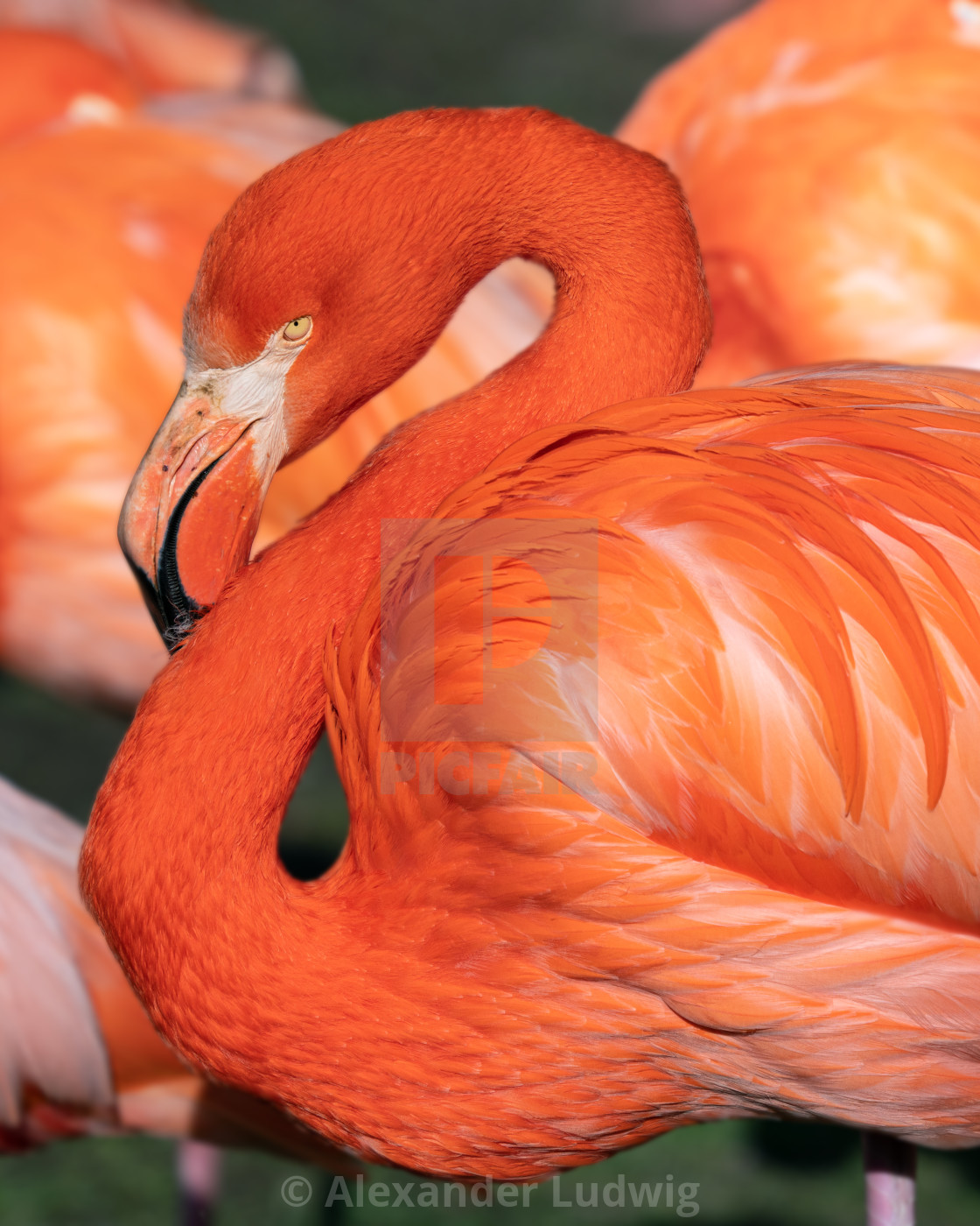 "Red flamingo, Phoenicopterus ruber" stock image