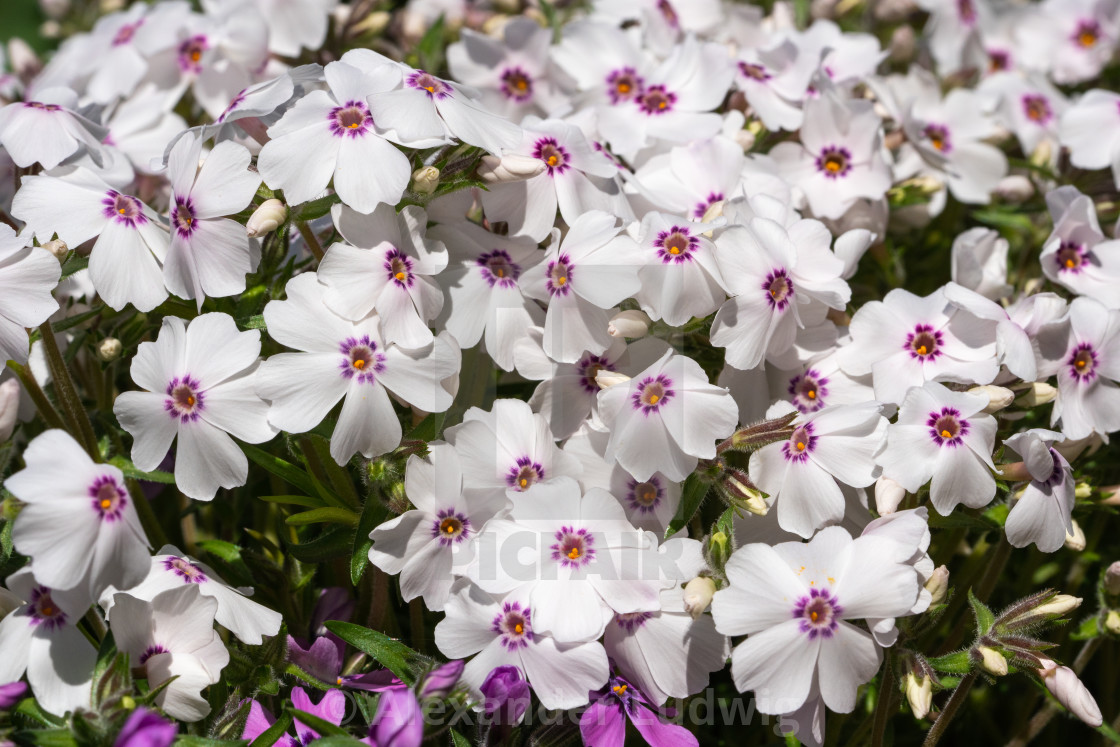 "Moss Phlox, Phlox subulata" stock image