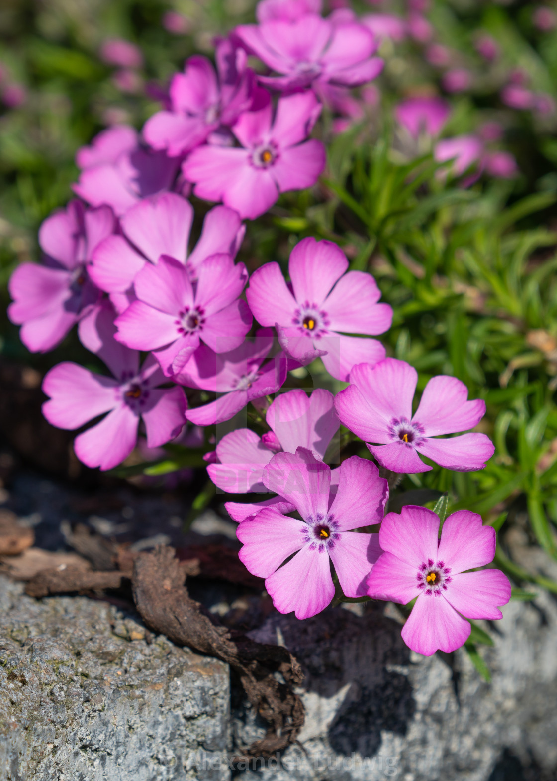 "Moss Phlox, Phlox subulata" stock image