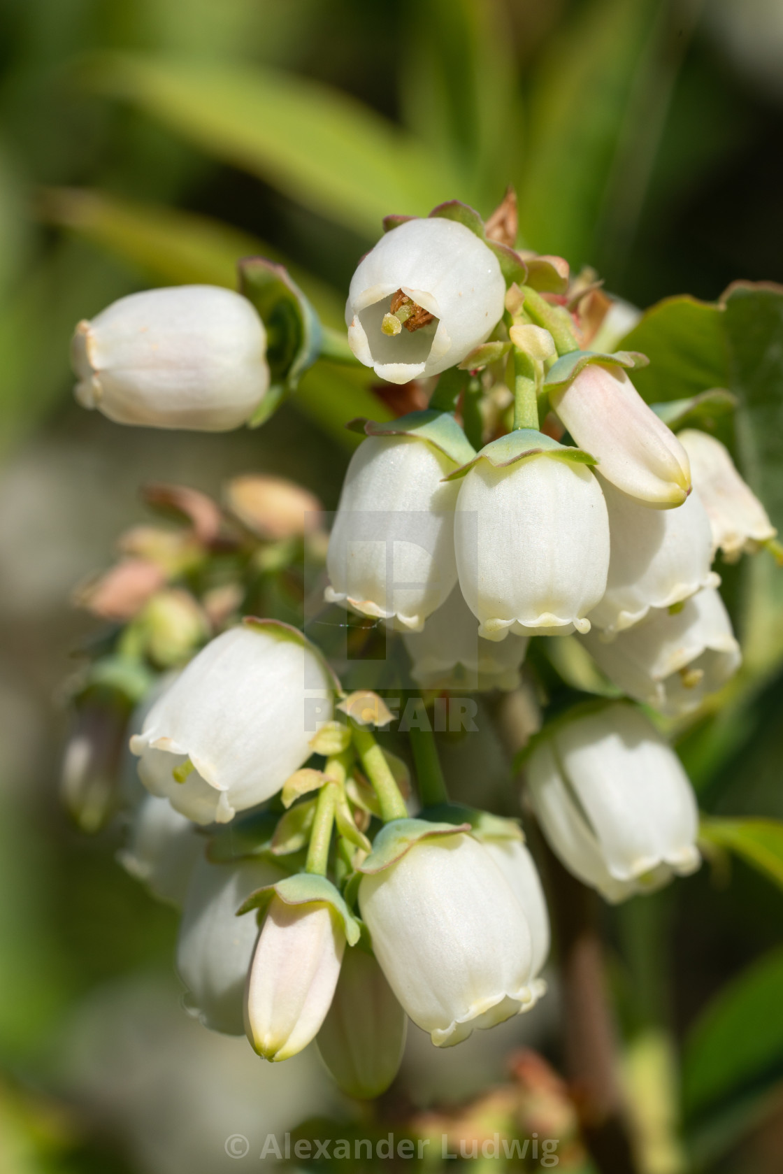 "Blueberry, Vaccinium myrtillus" stock image