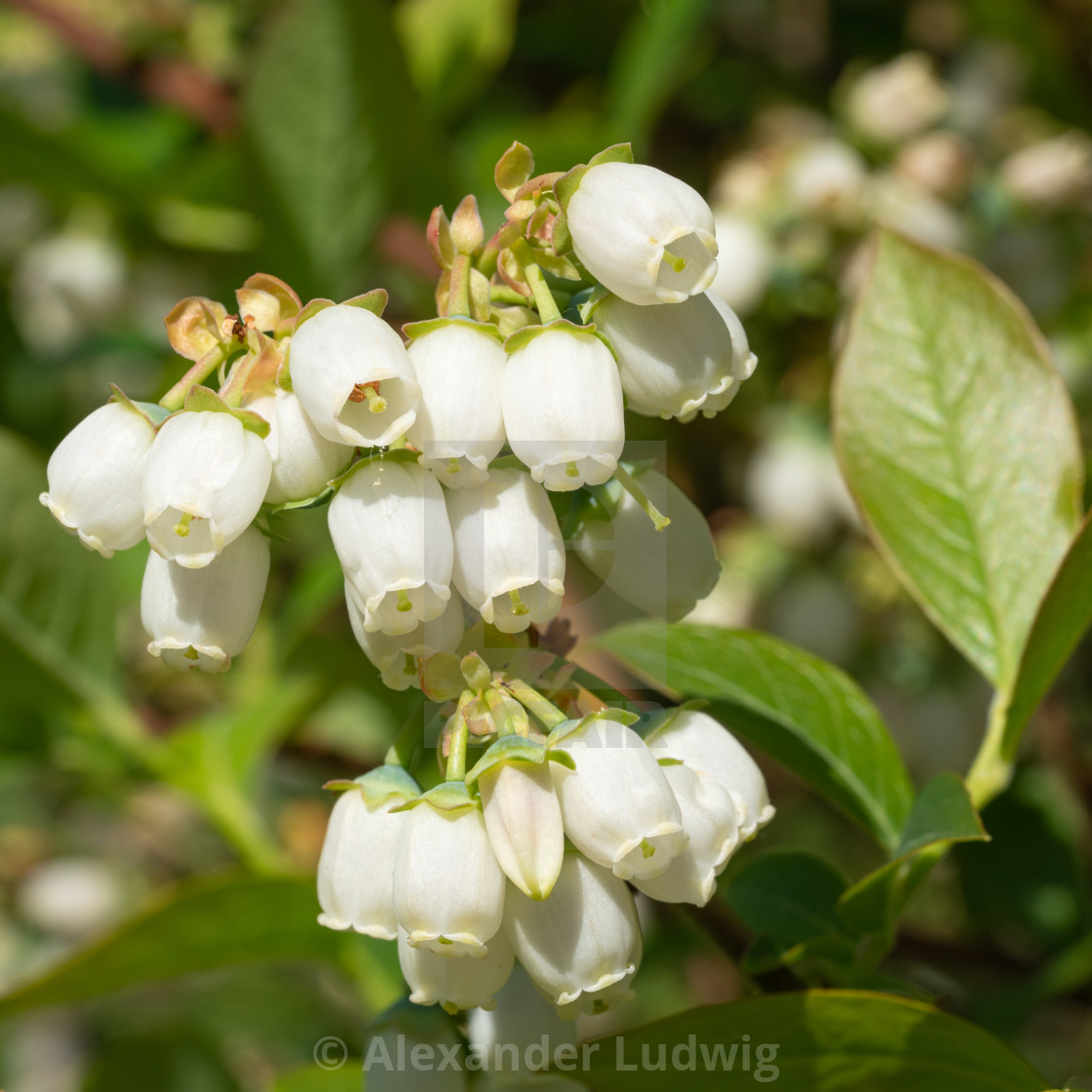 "Blueberry, Vaccinium myrtillus" stock image