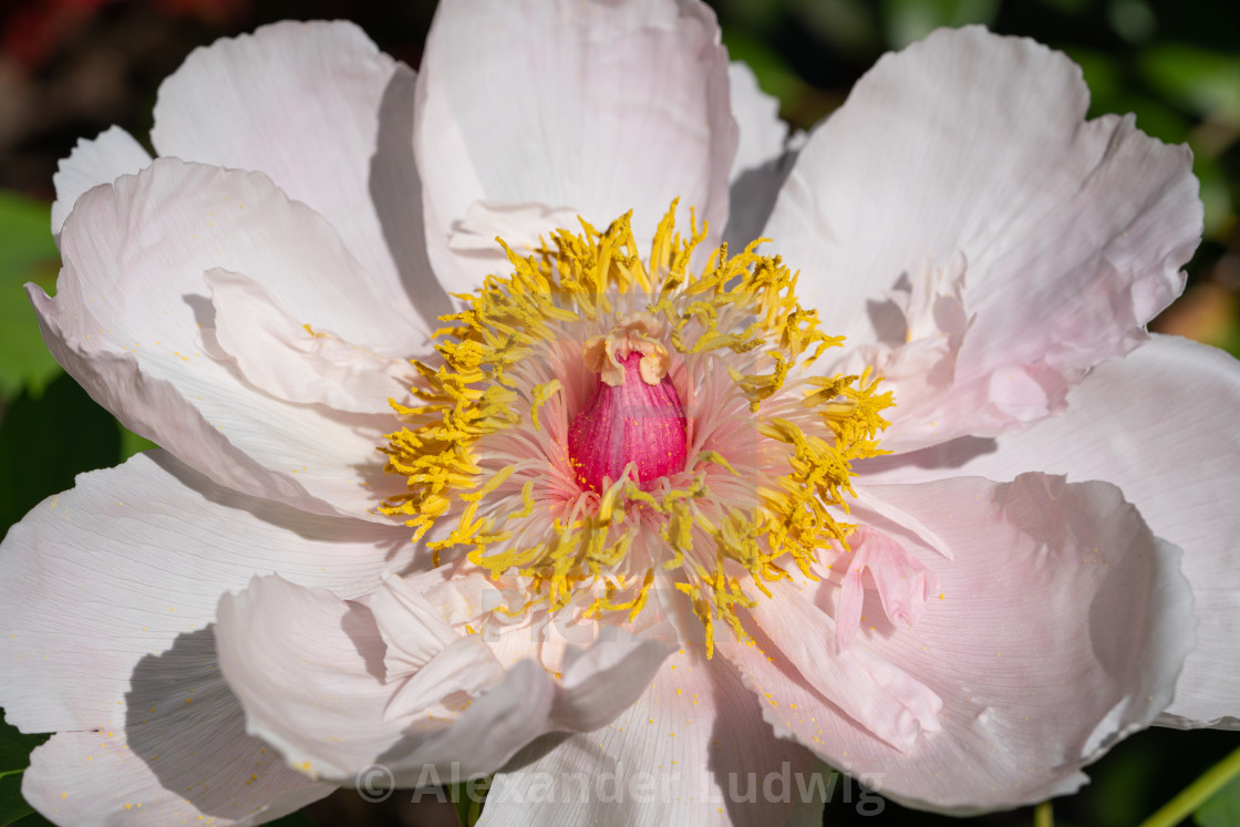 "Peony, Paeonia" stock image