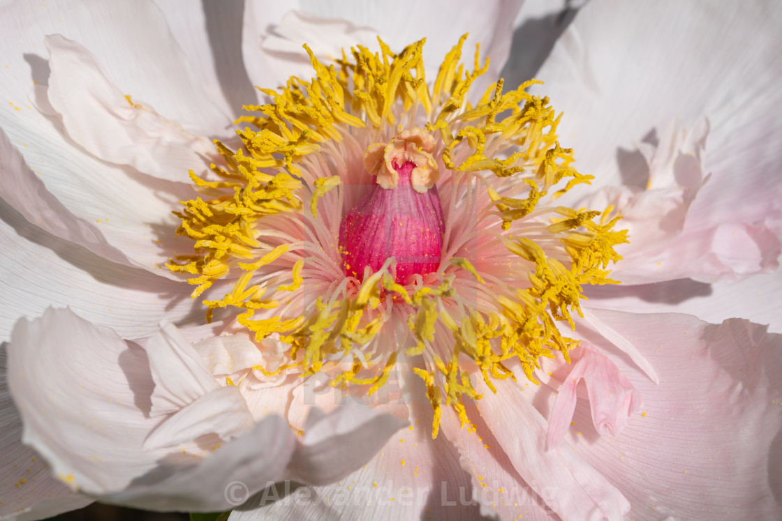 "Peony, Paeonia" stock image