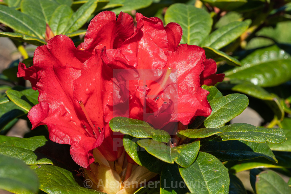 "Rhododendron Hybrid Rabatz, Rhododendron hybrid" stock image