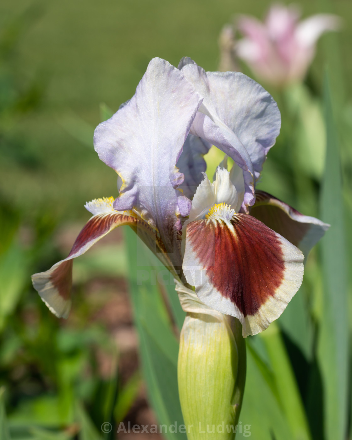 "German iris, Iris barbata-nana" stock image