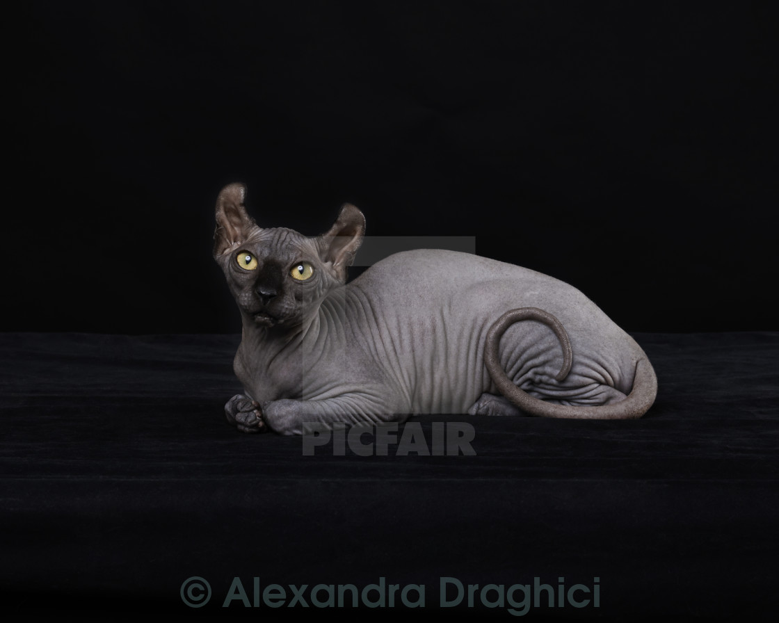 black elf sphynx cat
