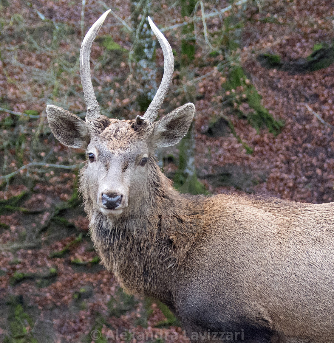 Red Deer Portrait License Download Or Print For 9 92 Photos Picfair