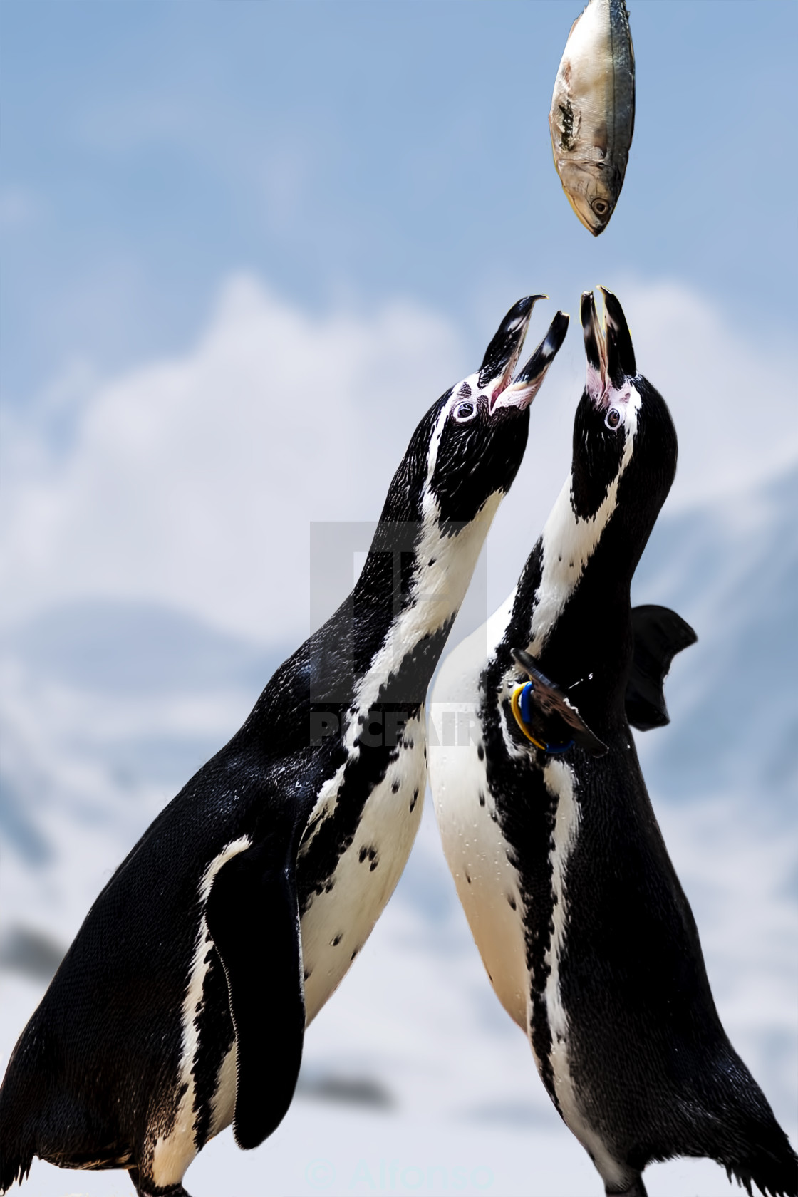 "Here comes our lunch" stock image