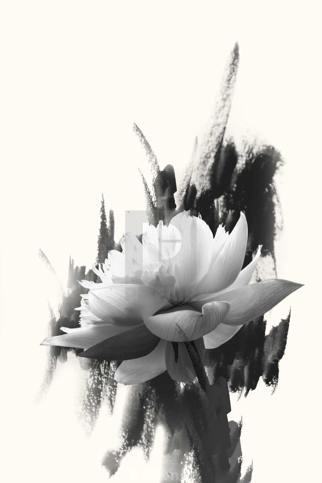 Lotus In Black N White License Download Or Print For 12 40