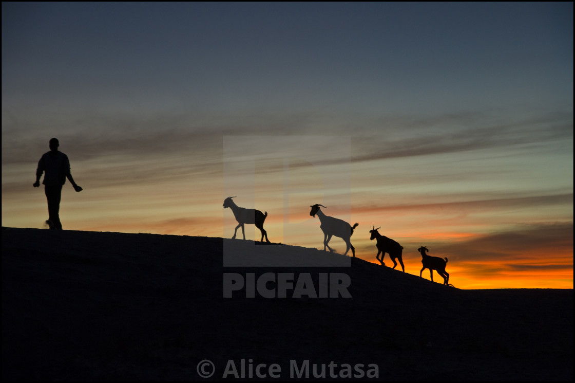 "Goats at sunset; Sahara Desert, Mali, Africa" stock image