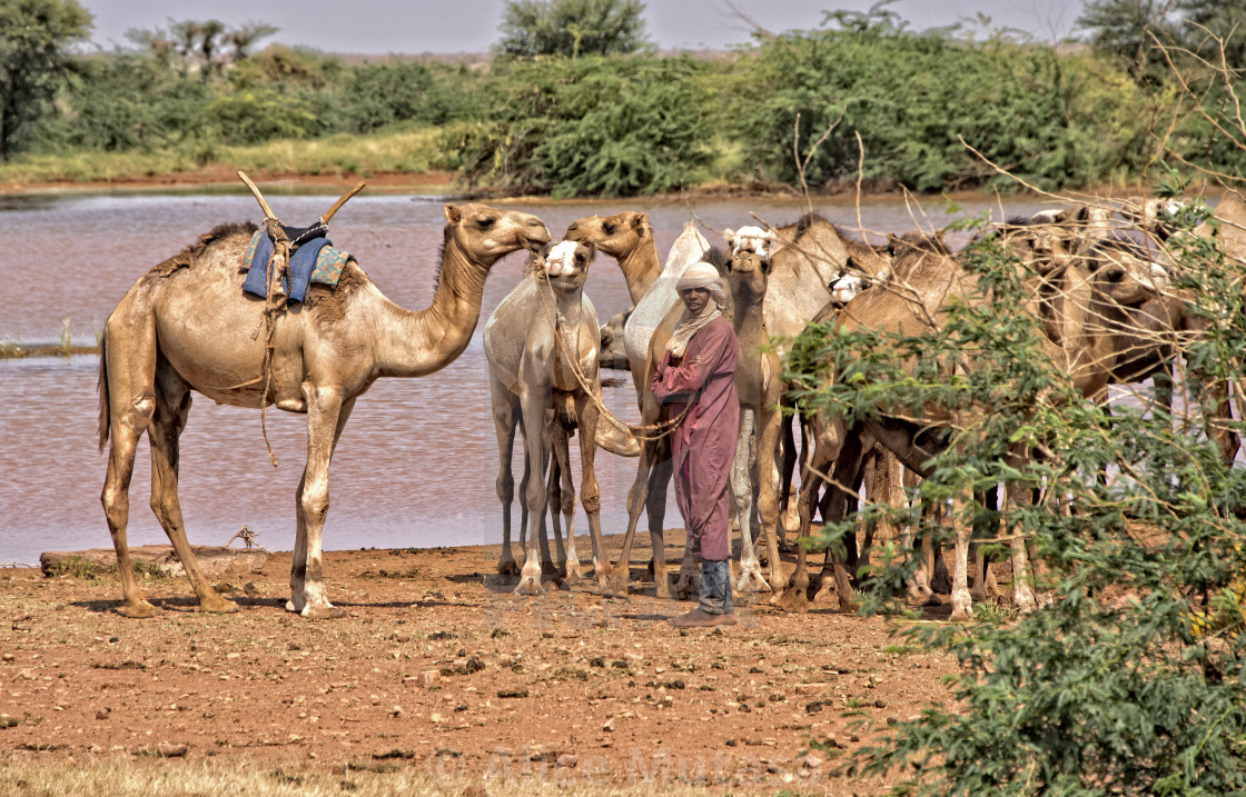 "Peul man with his herd of camels near salt pools in Niger, Africa" by Alice Mutasa - $31.75 "Peul man with his herd of camels near salt pools in Niger, Africa" stock image