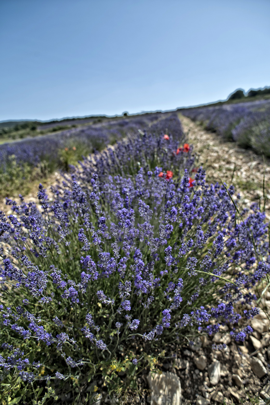 "Lavender fields in Provence, France" by Alice Mutasa - $31.39 "Lavender fields in Provence, France" stock image