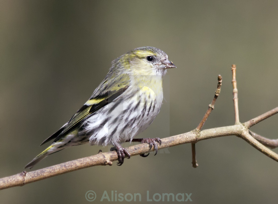 Sisken License Download Or Print For 6 20 Photos Picfair