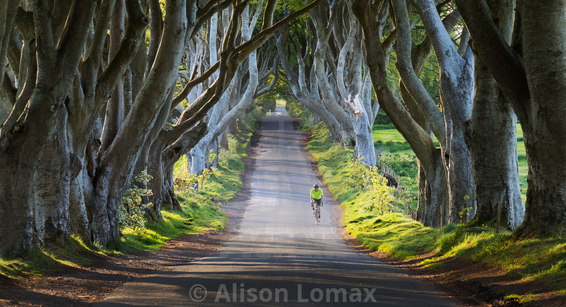 "Through the Dark Hedges" stock image